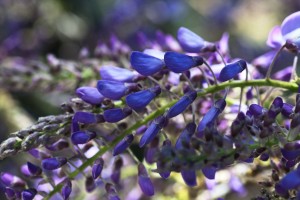Wisteria Buds
